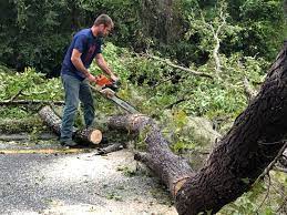 Best Tree Disease Treatment  in Pahrump, NV