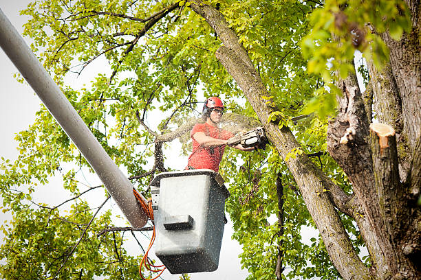 Best Fruit Tree Pruning  in Pahrump, NV