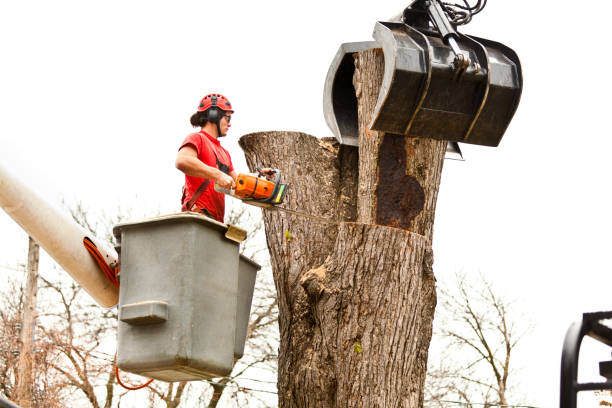 Best Leaf Removal  in Pahrump, NV